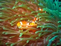 Tropical clown fish Royalty Free Stock Photo