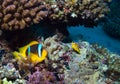 Tropical clown fish Royalty Free Stock Photo