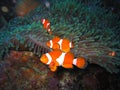 Tropical clown fish