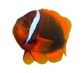Tropical Clown Fish Royalty Free Stock Photo