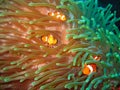 Tropical clown fish family Royalty Free Stock Photo