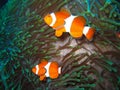 Tropical clown fish family Royalty Free Stock Photo