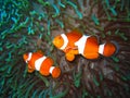 Tropical clown fish family Royalty Free Stock Photo