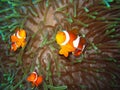 Tropical clown fish family Royalty Free Stock Photo