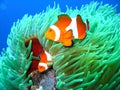 Tropical clown fish family Royalty Free Stock Photo