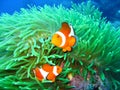 Tropical clown fish family Royalty Free Stock Photo