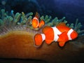 Tropical clown fish family Royalty Free Stock Photo