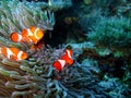 Tropical clown fish family