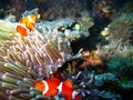 Tropical clown fish family Royalty Free Stock Photo