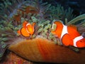 Clown fish Nemo Royalty Free Stock Photo