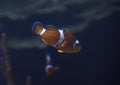 Tropical clown fish in the ocean