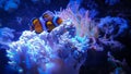 Tropical Clownfish, anemonefish with corals in blue water