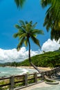 Tropical coast view with a palm tree, beach and stones Royalty Free Stock Photo