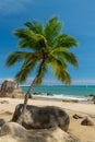 Tropical coast view with a palm tree, beach and stones Royalty Free Stock Photo