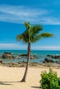 Tropical coast view with a palm tree, beach and stones Royalty Free Stock Photo