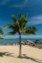 Tropical coast view with a palm tree, beach and stones Royalty Free Stock Photo