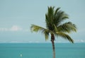 Tropical coconat palm tree Royalty Free Stock Photo