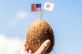 Tropical coconut with the American and Japanese flag in the form of a toothpick in female hands. Travel concept. Honeymoon Royalty Free Stock Photo