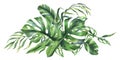 Tropical coconut, banana palm leaves, monstera, monkey mask, frangipani, bright juicy green. Hand drawn watercolor Royalty Free Stock Photo