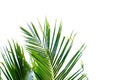 Tropical coconut leaves with branches and sunlight on white isolated background for green foliage backdrop Royalty Free Stock Photo