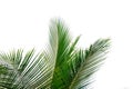 Tropical coconut  leaves with branches on white isolated background for green foliage backdrop Royalty Free Stock Photo