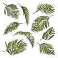 Tropical coconut palm leaves set, isolated on white. Vector color sketch illustration. Hand drawn tropic design elements Royalty Free Stock Photo