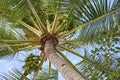 Tropical Coconut Palm Tree with Green Coconuts, Upward View Royalty Free Stock Photo