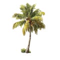 Tropical Coconut Palm Tree with Green Fronds and Coconuts on White Background coconut tree plant Royalty Free Stock Photo