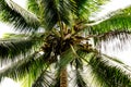 Tropical coconut palm tree with ripe coconuts isolated on white background. Low angle view