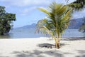 Tropical coconut palm Coconut tree on white beach