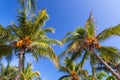 Tropical coconut palm trees over blue sky Royalty Free Stock Photo
