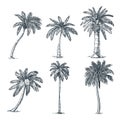 Tropical coconut palm trees set. Vector sketch illustration. Hand drawn tropical plants and floral design elements Royalty Free Stock Photo