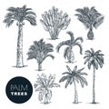 Tropical coconut palm trees set. Vector sketch illustration. Hand drawn tropical plants and floral design elements Royalty Free Stock Photo