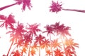 Tropical coconut palm trees silhouettes isolated on white background with sunset sky double exposure