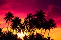 Tropical coconut palm trees silhouettes at vivid colorful sunset Royalty Free Stock Photo