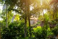 tropical coconut and palm trees in the village Royalty Free Stock Photo