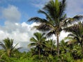 Tropical Coconut Palms