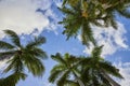 Tropical Coconut Palms Against Blue Sky, Paradise Island Perspective