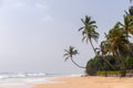 Tropical coconut palms on the beach in Sri Lanka. Sunny sky background