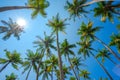 Tropical coconut palms over clear blue sky Royalty Free Stock Photo