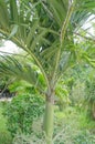Tropical coconut plants