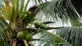 Tropical coconut tree with fruits growing on the tree. Royalty Free Stock Photo