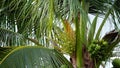 Tropical coconut tree with fruits growing on the tree. Royalty Free Stock Photo