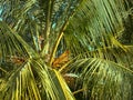 Tropical coconut tree top-bottom view Royalty Free Stock Photo