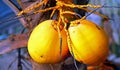 Tropical coconuts