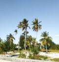 Tropical coconuts tree Royalty Free Stock Photo