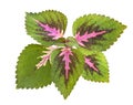 Tropical Coleus Plant Isolated Royalty Free Stock Photo