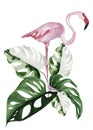 Tropical collage pink flamingos in monstera leaves