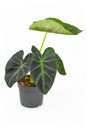 Tropical `Colocasia Esculenta Aloha` garden- or houseplant with dark green and almost black leaves in flower pot