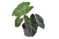 Tropical `Colocasia Esculenta Aloha` garden- or houseplant with dark green and almost black leaves in flower pot